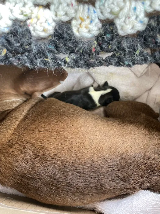 Jefferson County Animal Hospital Picture 10