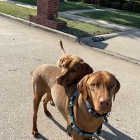 Oak Ridge Animal Center ico