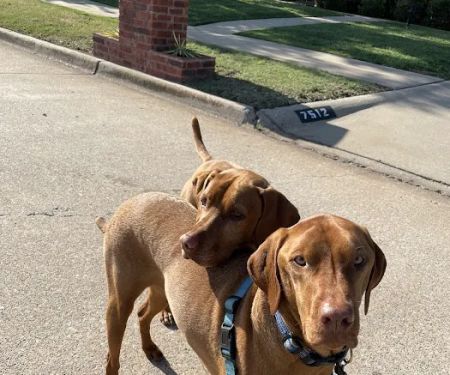 Oak Ridge Animal Center