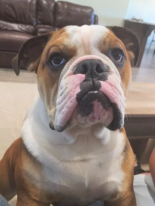 Oak Ridge Animal Center Picture 2