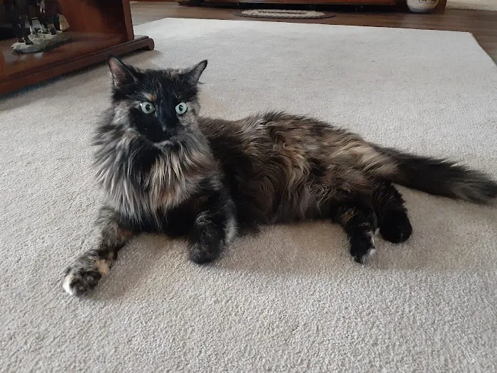 Oak Ridge Animal Center Picture 4