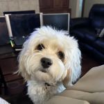 Hergenrether Animal Hospital