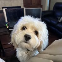 Hergenrether Animal Hospital ico