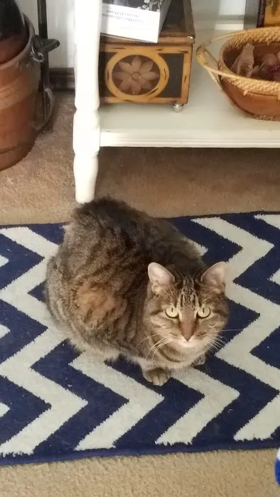 Hergenrether Animal Hospital Picture 4