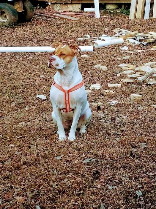 Hergenrether Animal Hospital Picture 3