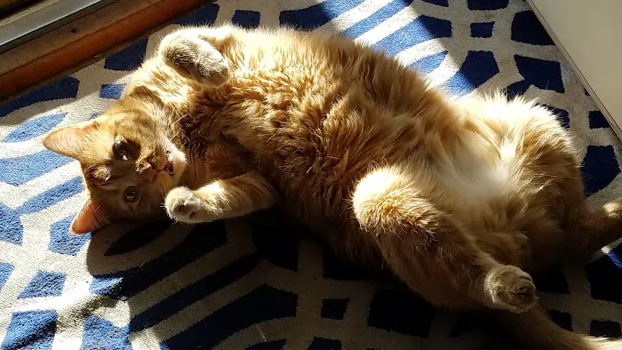 Hergenrether Animal Hospital Picture 7