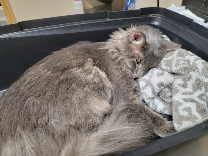 Southern Plains Animal Hospital Picture 3