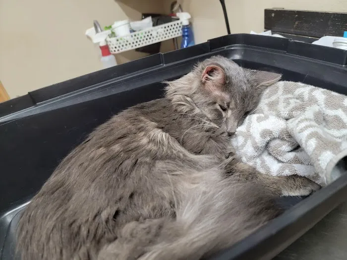 Southern Plains Animal Hospital Picture 7