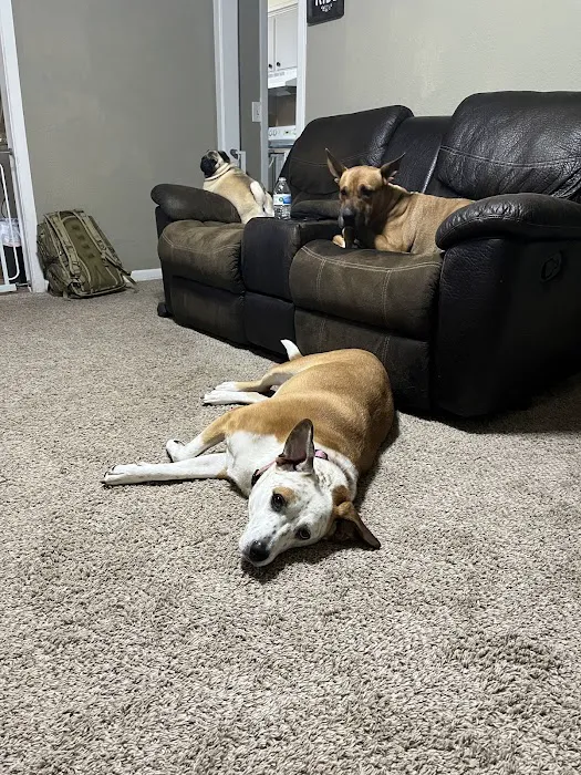 Meadow Wood Animal Hospital Picture 5