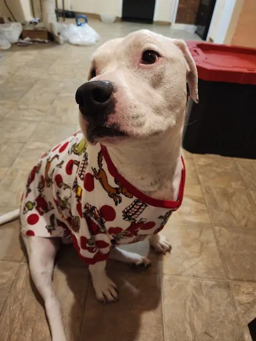 Meadow Wood Animal Hospital Picture 6