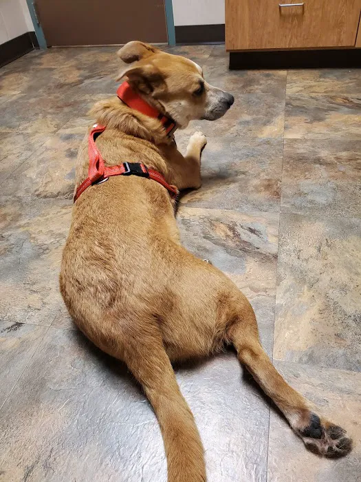 Meadow Wood Animal Hospital Picture 10