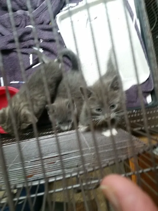 Glen Manor Veterinary Hospital Picture 7