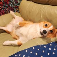 Hampton Animal Hospital ico