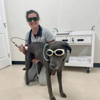All Creatures Veterinary Service ico