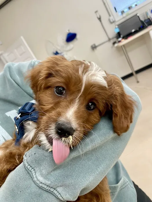 All Creatures Veterinary Service Picture 4