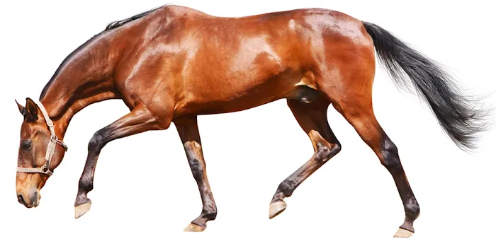All Creatures Veterinary Service Picture 5