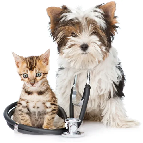 All Creatures Veterinary Service Picture 6