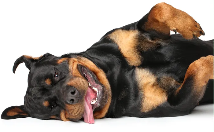 All Creatures Veterinary Service Picture 9