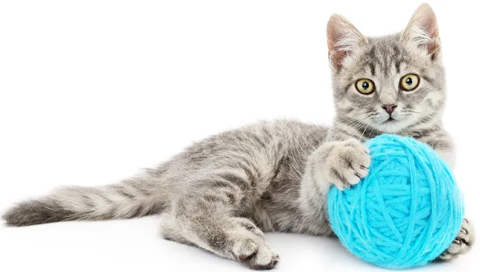All Creatures Veterinary Service Picture 8