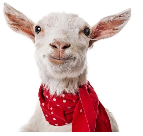 All Creatures Veterinary Service Picture 10
