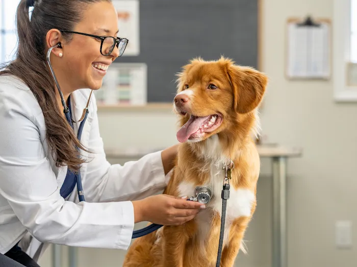 Vida Veterinary Urgent Care Picture 3