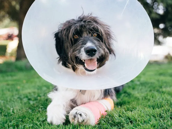 Vida Veterinary Urgent Care Picture 1