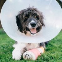 Vida Veterinary Urgent Care ico