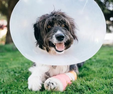 Vida Veterinary Urgent Care