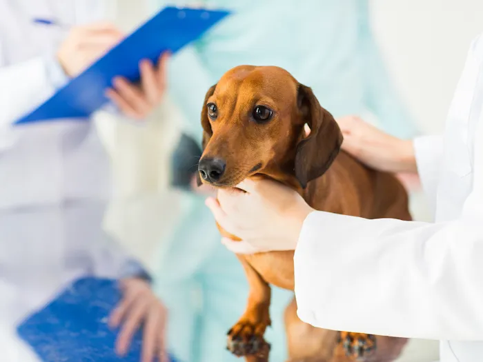 Vida Veterinary Urgent Care Picture 7