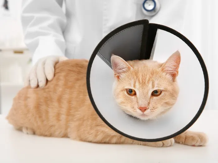 Vida Veterinary Urgent Care Picture 6