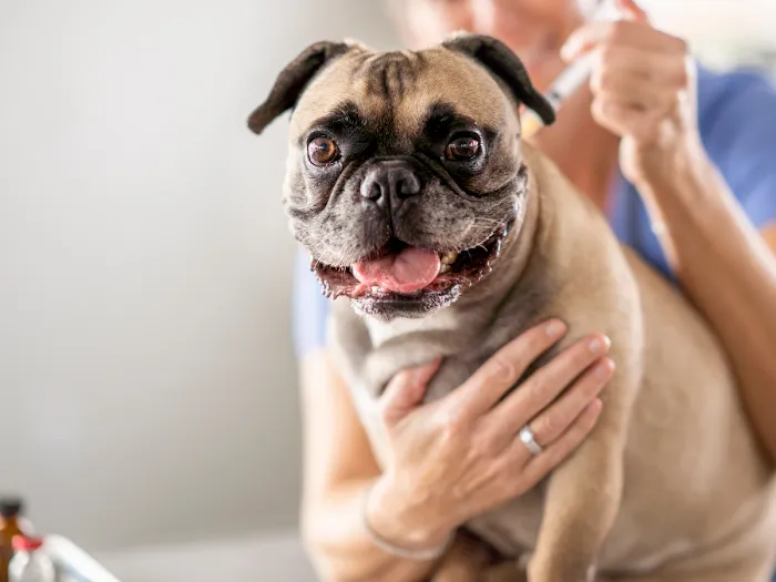 Vida Veterinary Urgent Care Picture 8