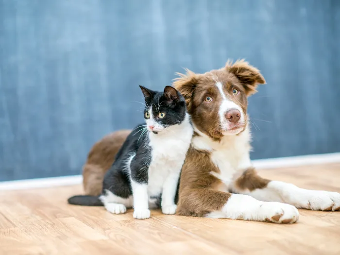 Vida Veterinary Urgent Care Picture 10
