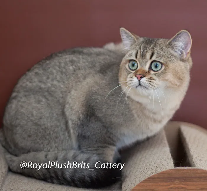 RoyalPlushBrits Cattery Picture 1