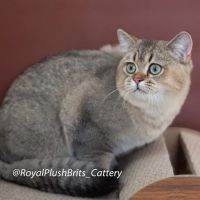 RoyalPlushBrits Cattery ico