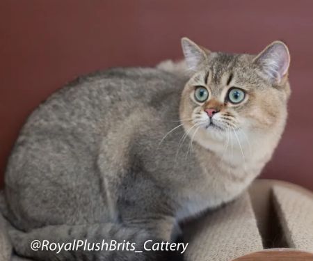 RoyalPlushBrits Cattery