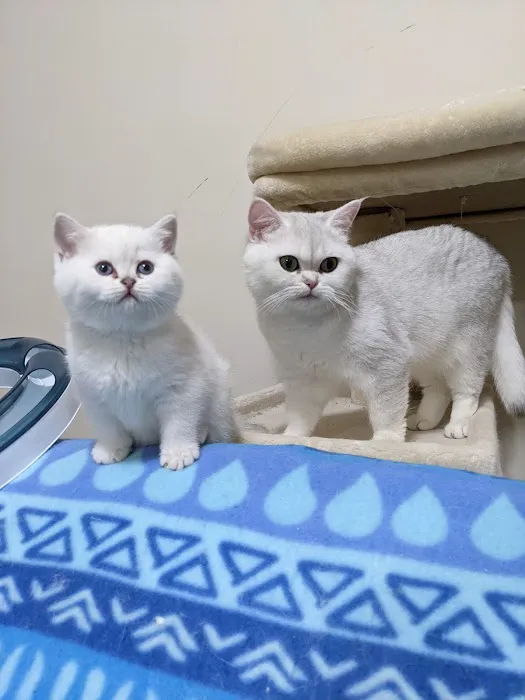RoyalPlushBrits Cattery Picture 2