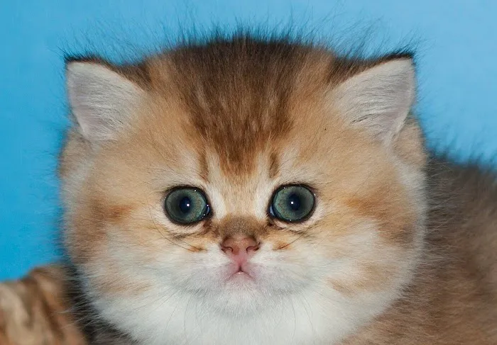 RoyalPlushBrits Cattery Picture 5