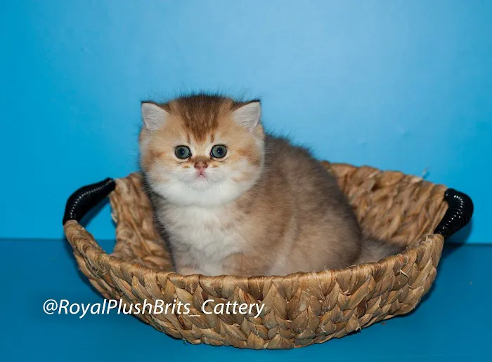 RoyalPlushBrits Cattery Picture 9