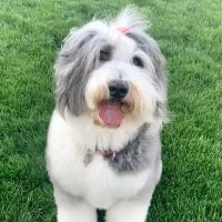 Westfield Animal Hospital ico