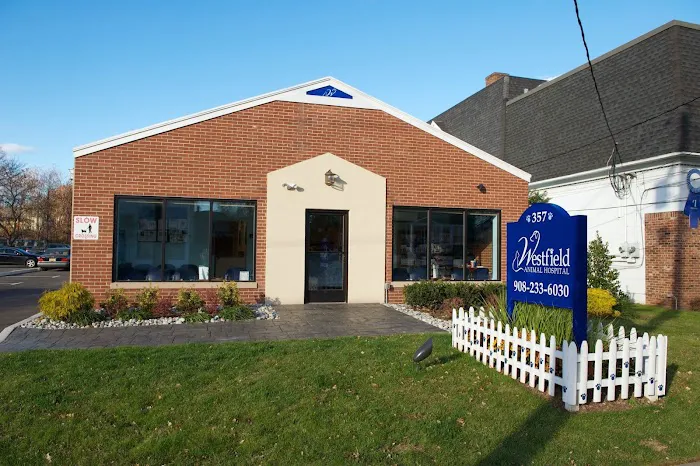 Westfield Animal Hospital Picture 9