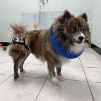 Greenbrier Veterinary Clinic ico
