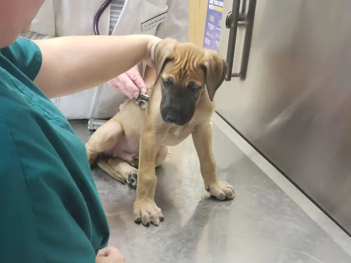 Greenbrier Veterinary Clinic Picture 8