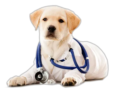Animal Medical Center of Bel Air Picture 1