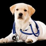 Animal Medical Center of Bel Air