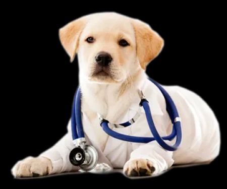 Animal Medical Center of Bel Air