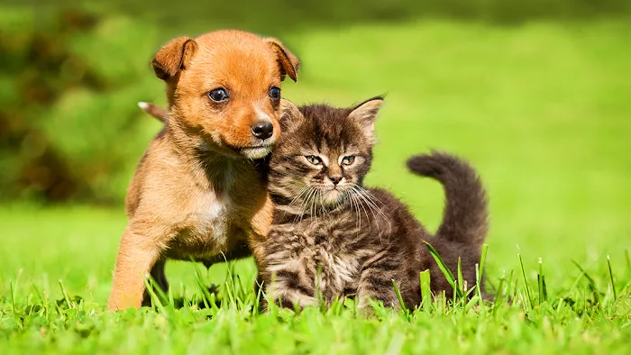 Apple Creek Veterinary Hospital Picture 1