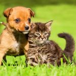 Apple Creek Veterinary Hospital
