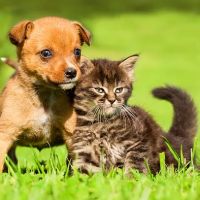 Apple Creek Veterinary Hospital ico
