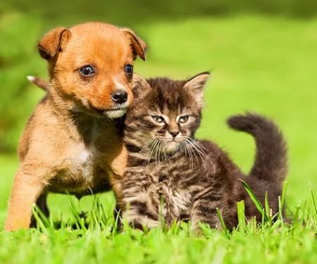 Apple Creek Veterinary Hospital