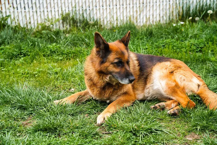 Animal Health Group on the Boulevard Picture 1